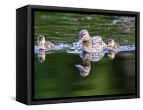 Wa, Mercer Slough, Wood Duck Female and Ducklings, Aix Sponsa-Jamie And Judy Wild-Framed Stretched Canvas