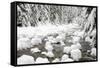 WA, Mount Baker Snoqualmie National Forest, South Fork Snoqualmie River-Jamie & Judy Wild-Framed Stretched Canvas