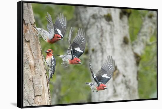 WA. Multiple images of a Red-breasted Sapsucker flying from nest in a red alder snag-Gary Luhm-Framed Stretched Canvas
