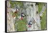 WA. Multiple images of a Red-breasted Sapsucker flying from nest in a red alder snag-Gary Luhm-Framed Stretched Canvas