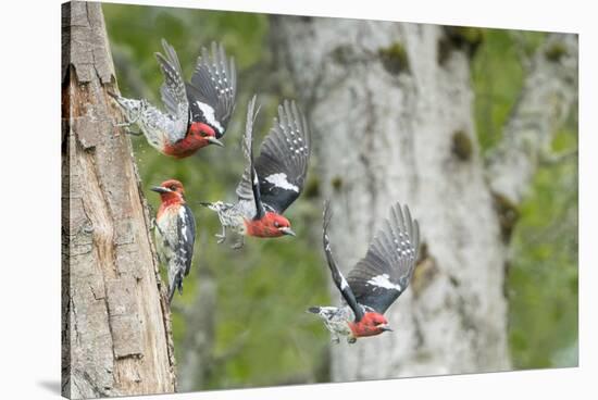 WA. Multiple images of a Red-breasted Sapsucker flying from nest in a red alder snag-Gary Luhm-Stretched Canvas