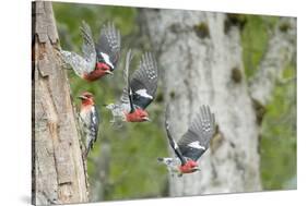 WA. Multiple images of a Red-breasted Sapsucker flying from nest in a red alder snag-Gary Luhm-Stretched Canvas