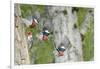 WA. Multiple images of a Red-breasted Sapsucker flying from nest in a red alder snag-Gary Luhm-Framed Photographic Print