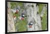 WA. Multiple images of a Red-breasted Sapsucker flying from nest in a red alder snag-Gary Luhm-Framed Photographic Print