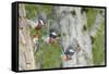 WA. Multiple images of a Red-breasted Sapsucker flying from nest in a red alder snag-Gary Luhm-Framed Stretched Canvas