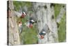 WA. Multiple images of a Red-breasted Sapsucker flying from nest in a red alder snag-Gary Luhm-Stretched Canvas