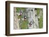 WA. Multiple images of a Red-breasted Sapsucker flying from nest in a red alder snag-Gary Luhm-Framed Photographic Print