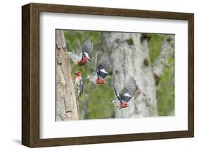 WA. Multiple images of a Red-breasted Sapsucker flying from nest in a red alder snag-Gary Luhm-Framed Photographic Print