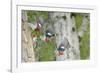 WA. Multiple images of a Red-breasted Sapsucker flying from nest in a red alder snag-Gary Luhm-Framed Photographic Print