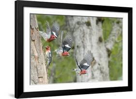 WA. Multiple images of a Red-breasted Sapsucker flying from nest in a red alder snag-Gary Luhm-Framed Photographic Print