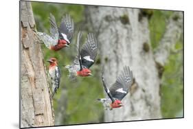 WA. Multiple images of a Red-breasted Sapsucker flying from nest in a red alder snag-Gary Luhm-Mounted Photographic Print