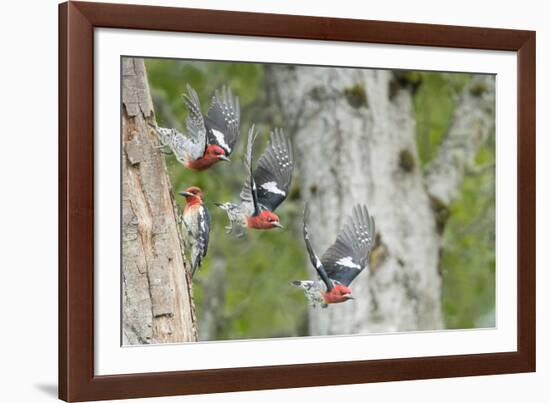 WA. Multiple images of a Red-breasted Sapsucker flying from nest in a red alder snag-Gary Luhm-Framed Photographic Print