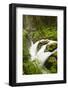 Wa, Olympic National Park, Sol Duc Falls-Jamie And Judy Wild-Framed Photographic Print