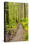 Wa, Olympic National Park, Sol Duc Valley, Forest Trail-Jamie And Judy Wild-Stretched Canvas