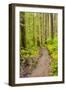 Wa, Olympic National Park, Sol Duc Valley, Forest Trail-Jamie And Judy Wild-Framed Photographic Print