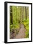 Wa, Olympic National Park, Sol Duc Valley, Forest Trail-Jamie And Judy Wild-Framed Photographic Print