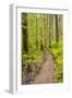 Wa, Olympic National Park, Sol Duc Valley, Forest Trail-Jamie And Judy Wild-Framed Photographic Print