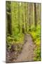 Wa, Olympic National Park, Sol Duc Valley, Forest Trail-Jamie And Judy Wild-Mounted Photographic Print