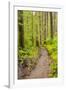 Wa, Olympic National Park, Sol Duc Valley, Forest Trail-Jamie And Judy Wild-Framed Photographic Print