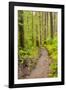 Wa, Olympic National Park, Sol Duc Valley, Forest Trail-Jamie And Judy Wild-Framed Photographic Print