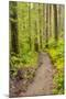 Wa, Olympic National Park, Sol Duc Valley, Forest Trail-Jamie And Judy Wild-Mounted Photographic Print