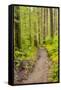 Wa, Olympic National Park, Sol Duc Valley, Forest Trail-Jamie And Judy Wild-Framed Stretched Canvas