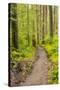 Wa, Olympic National Park, Sol Duc Valley, Forest Trail-Jamie And Judy Wild-Stretched Canvas