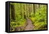 Wa, Olympic National Park, Sol Duc Valley, Forest Trail-Jamie And Judy Wild-Framed Stretched Canvas