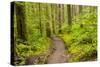 Wa, Olympic National Park, Sol Duc Valley, Forest Trail-Jamie And Judy Wild-Stretched Canvas