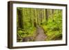 Wa, Olympic National Park, Sol Duc Valley, Forest Trail-Jamie And Judy Wild-Framed Photographic Print