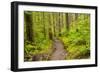 Wa, Olympic National Park, Sol Duc Valley, Forest Trail-Jamie And Judy Wild-Framed Photographic Print