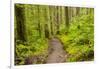 Wa, Olympic National Park, Sol Duc Valley, Forest Trail-Jamie And Judy Wild-Framed Photographic Print