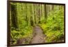 Wa, Olympic National Park, Sol Duc Valley, Forest Trail-Jamie And Judy Wild-Framed Photographic Print