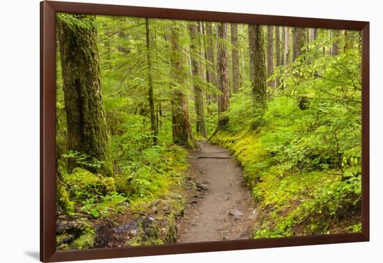 Wa, Olympic National Park, Sol Duc Valley, Forest Trail-Jamie And Judy Wild-Framed Photographic Print