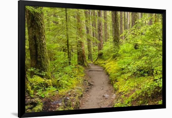 Wa, Olympic National Park, Sol Duc Valley, Forest Trail-Jamie And Judy Wild-Framed Photographic Print