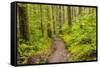 Wa, Olympic National Park, Sol Duc Valley, Forest Trail-Jamie And Judy Wild-Framed Stretched Canvas