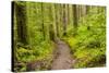 Wa, Olympic National Park, Sol Duc Valley, Forest Trail-Jamie And Judy Wild-Stretched Canvas