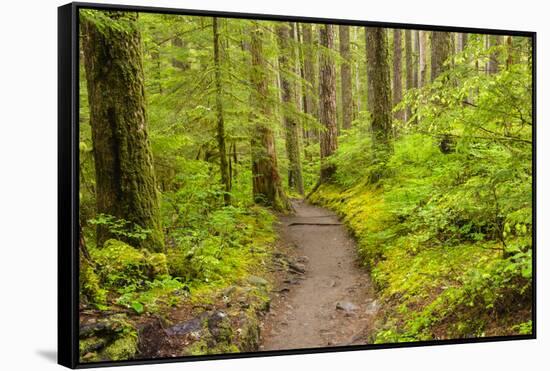 Wa, Olympic National Park, Sol Duc Valley, Forest Trail-Jamie And Judy Wild-Framed Stretched Canvas