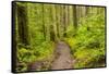 Wa, Olympic National Park, Sol Duc Valley, Forest Trail-Jamie And Judy Wild-Framed Stretched Canvas