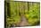 Wa, Olympic National Park, Sol Duc Valley, Forest Trail-Jamie And Judy Wild-Framed Stretched Canvas