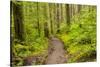 Wa, Olympic National Park, Sol Duc Valley, Forest Trail-Jamie And Judy Wild-Stretched Canvas