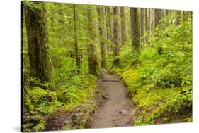 Wa, Olympic National Park, Sol Duc Valley, Forest Trail-Jamie And Judy Wild-Stretched Canvas