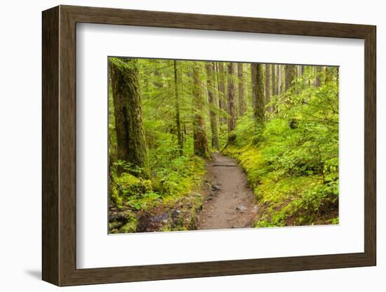 Wa, Olympic National Park, Sol Duc Valley, Forest Trail-Jamie And Judy Wild-Framed Photographic Print