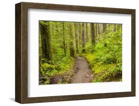 Wa, Olympic National Park, Sol Duc Valley, Forest Trail-Jamie And Judy Wild-Framed Photographic Print