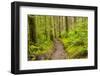 Wa, Olympic National Park, Sol Duc Valley, Forest Trail-Jamie And Judy Wild-Framed Photographic Print