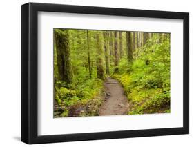 Wa, Olympic National Park, Sol Duc Valley, Forest Trail-Jamie And Judy Wild-Framed Photographic Print