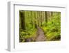 Wa, Olympic National Park, Sol Duc Valley, Forest Trail-Jamie And Judy Wild-Framed Photographic Print