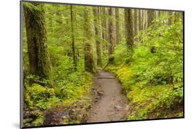 Wa, Olympic National Park, Sol Duc Valley, Forest Trail-Jamie And Judy Wild-Mounted Photographic Print