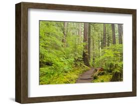 Wa, Olympic National Park, Sol Duc Valley, Forest Trail-Jamie And Judy Wild-Framed Photographic Print