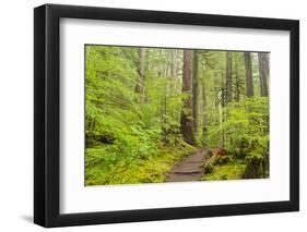 Wa, Olympic National Park, Sol Duc Valley, Forest Trail-Jamie And Judy Wild-Framed Photographic Print